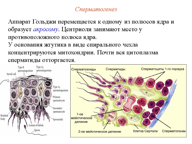 Сперматогенез Аппарат Гольджи перемещается к одному из полюсов ядра и образует акросому. Центриоли занимают Сперматогенез Аппарат Гольджи перемещается к одному из полюсов ядра и образует акросому. Центриоли занимают